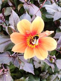 Close-up of insect on flower