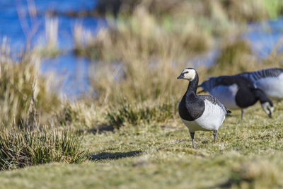 Birds on grass at lakeshore