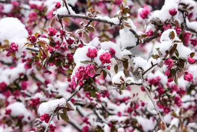 Close-up of cherry blossom