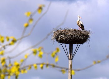 Low angle view of bird perching on plant against sky