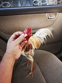 Hand holding a bird