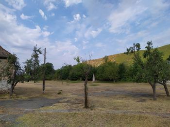 Trees on field against sky