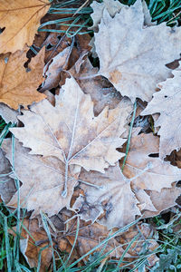 High angle view of dried leaves on field