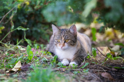 Portrait of cat on field