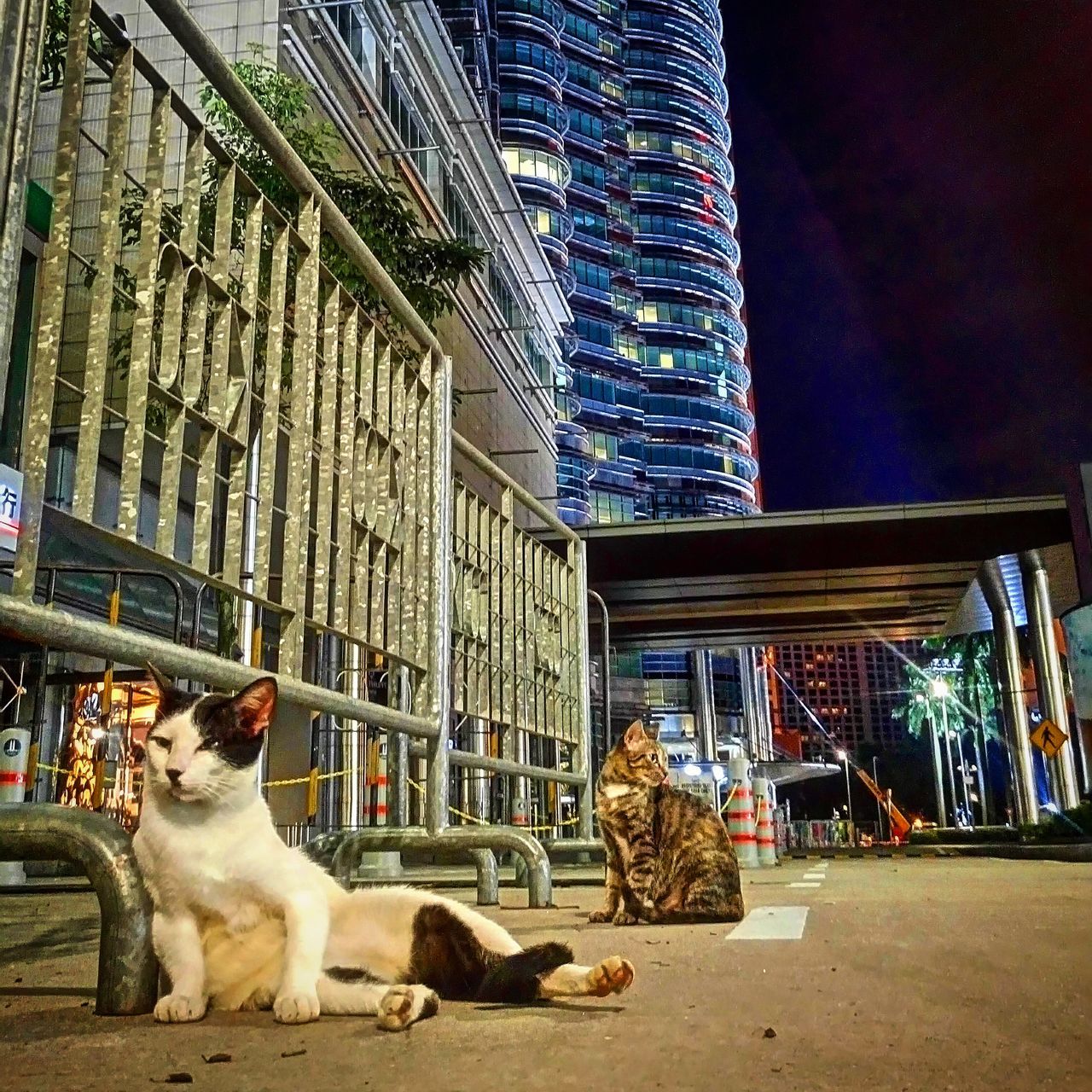 CAT RELAXING IN CITY AT NIGHT