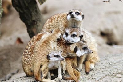 Close-up of meerkats sitting outdoors