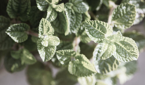 Close-up of fresh green leaves