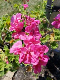 Close-up of pink flowering plant