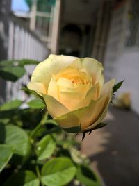 Close-up of yellow flower blooming outdoors