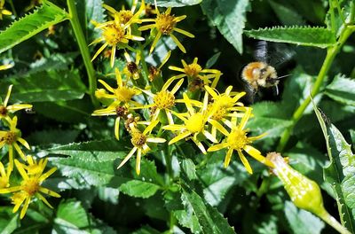 Close-up of bee pollinating on yellow flower