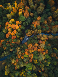 Aerial view of footbridge over river in forest during autumn