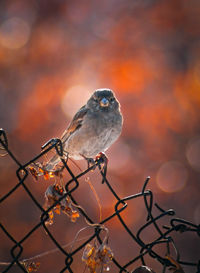 Close-up of bird perching on branch