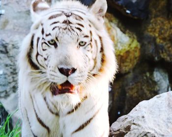 Close-up portrait of a tiger