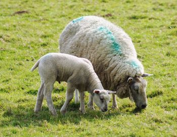 Sheep grazing in a field