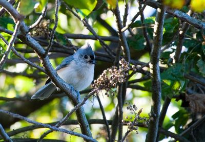 Close-up of bird perching on branch