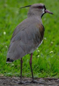 Close-up of grass against blurred background