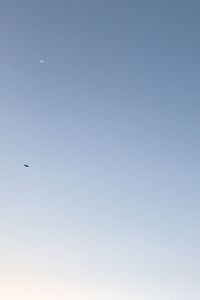 Low angle view of eagle flying against clear sky