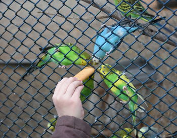 Cropped hand of person feeding macaws in cage