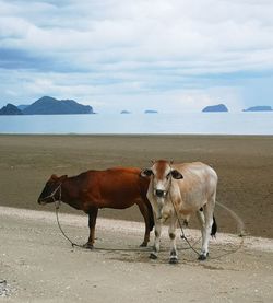 Horses on the beach