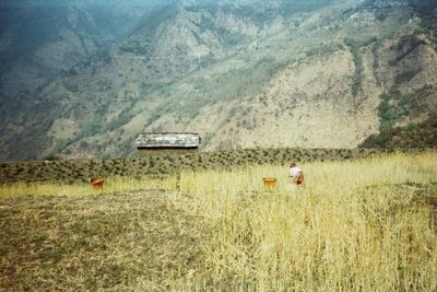 Scenic view of agricultural field