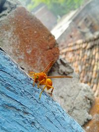 Close-up of insect on wood