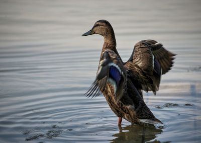 Wild duck on the shore of the lake flaps its wings