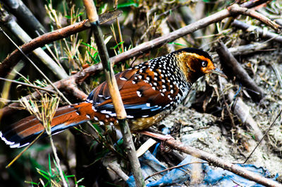 Close-up of bird perching on branch