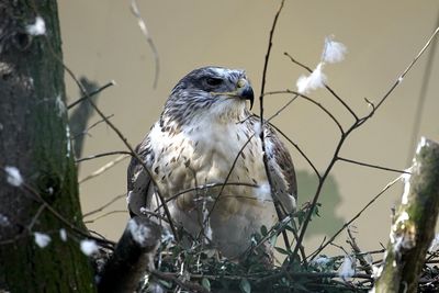Close-up of hawk perching on tree