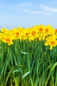 Close-up of yellow flowering plants on field