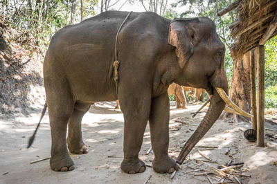 View of elephant in zoo