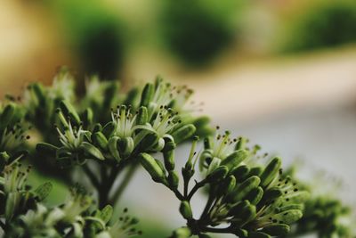 Close-up of succulent plant