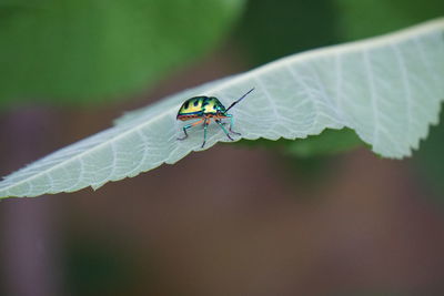 Close-up of insect on leaf