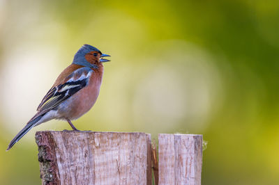 Bird perching on wood