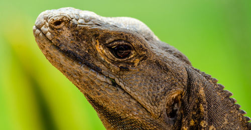 Side view of iguana