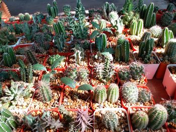 High angle view of cactus plants