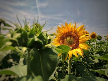 Close-up of yellow flowering plant against sky