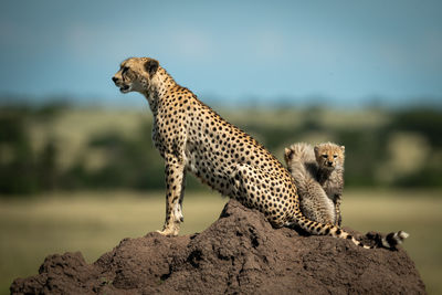 Cheetah with cubs on rock formation