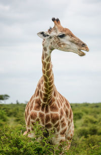 Giraffe in the wild, east africa