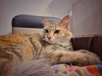 Portrait of cat resting on sofa at home