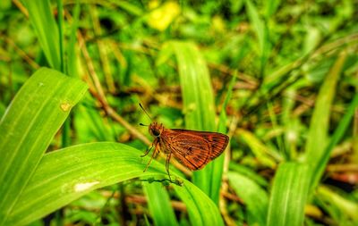 Close-up of butterfly on grass