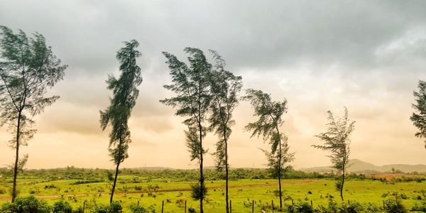 Trees on field against sky