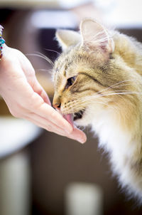 Close-up of cat licking hand of woman