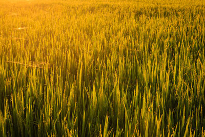 High angle view of crops growing on farm at sunset