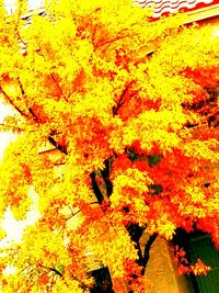 Low angle view of autumnal tree