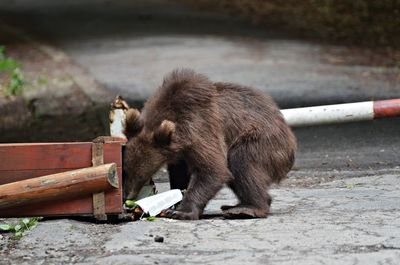 Bear in city