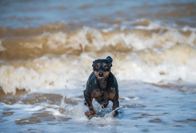 Dogs running in lake