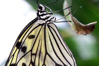 Close-up of butterfly perching on leaf against sky