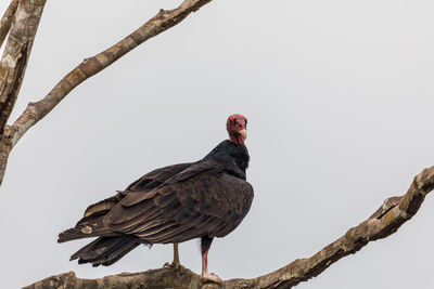 Low angle view of bird perching on tree