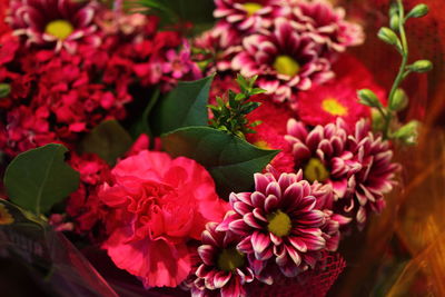 Close-up of pink flowers