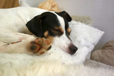 Close-up of dog sleeping on bed